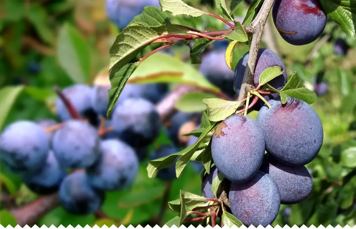 Gros plan sur des prunes Reine Claude mûres sur une branche, évoquant la richesse de la durée de vie d'un prunier.
