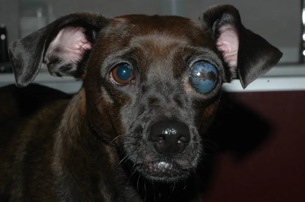 Primer plano de un perro con glaucoma en un ojo, que se ve azul y nublado.