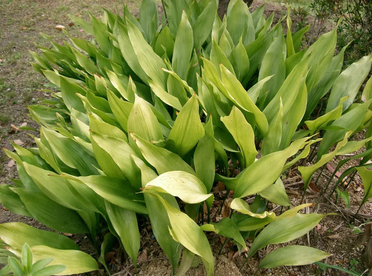 En tät grupp av gröna blad, som en garderobsblomma katt som sträcker ut sig.
