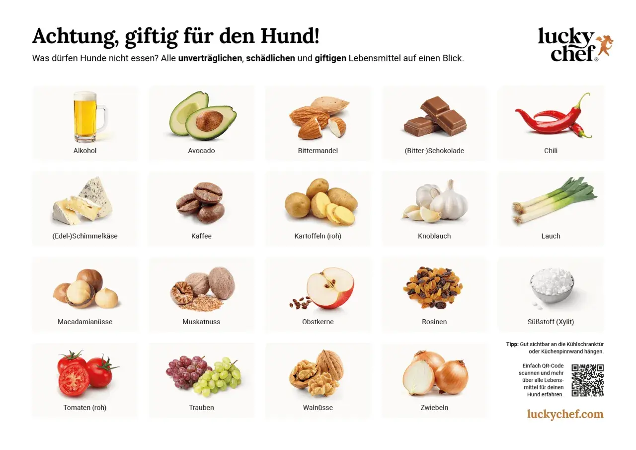 Liste giftiger Lebensmittel für Hunde: Alkohol, Avocado, Bittermandeln, Schokolade, Chili, Käse, Kaffee, rohe Kartoffeln, Knoblauch, Lauch, Macadamianüsse, Muskatnuss, Obstkerne, Rosinen, Tomaten, Trauben, Walnüsse, Zwiebeln, Süßstoff.