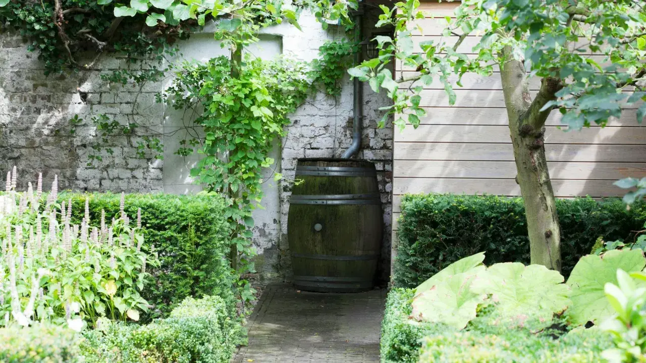 Un vecchio barile raccoglie l'acqua piovana, circondato da rigogliose piante verdi in un giardino incantevole.