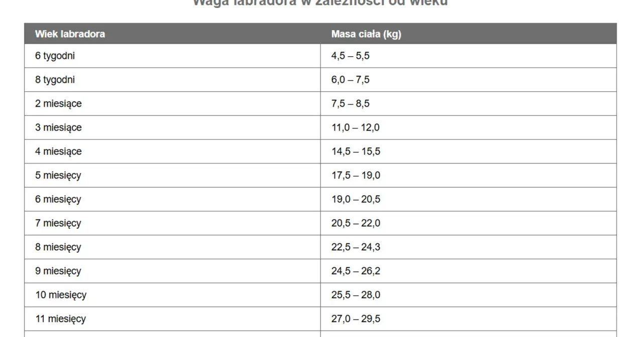 Tabela pokazuje, jak zmienia się labrador waga od 6 tygodni do 11 miesięcy.