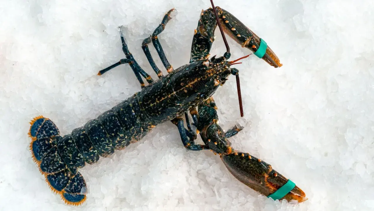 Un bogavante gallego, oscuro y con pinzas atadas, descansa sobre hielo picado, listo para ser cocinado.
