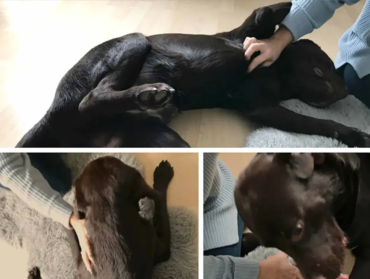 Brauner Hund genießt eine sanfte Massage. Der ruhegriff hund zeigt Entspannung und Vertrauen.