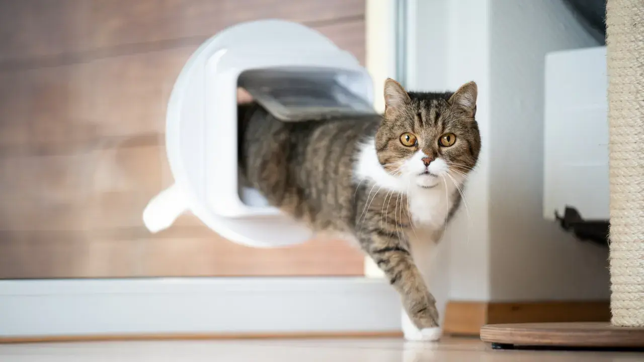 Katze nutzt gerade die neu eingebaute Katzenklappe, um ins Freie zu gelangen.
