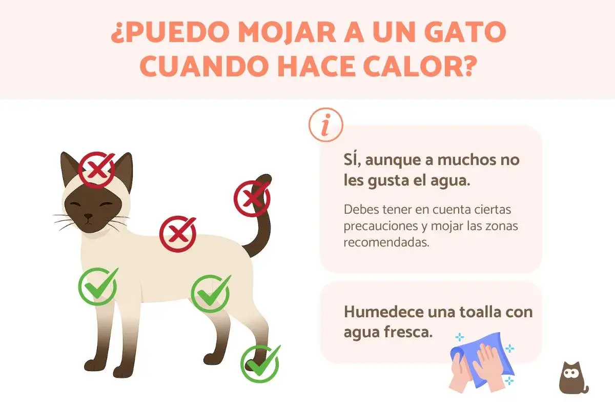 ¿Cómo refrescar a un gato? Sí, puedes mojarlo con precauciones. Usa una toalla húmeda en zonas recomendadas.