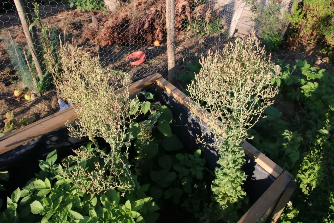 Deux plants de salade qui monte, avec leurs feuilles fines et leurs petites fleurs roses, poussent dans un potager.