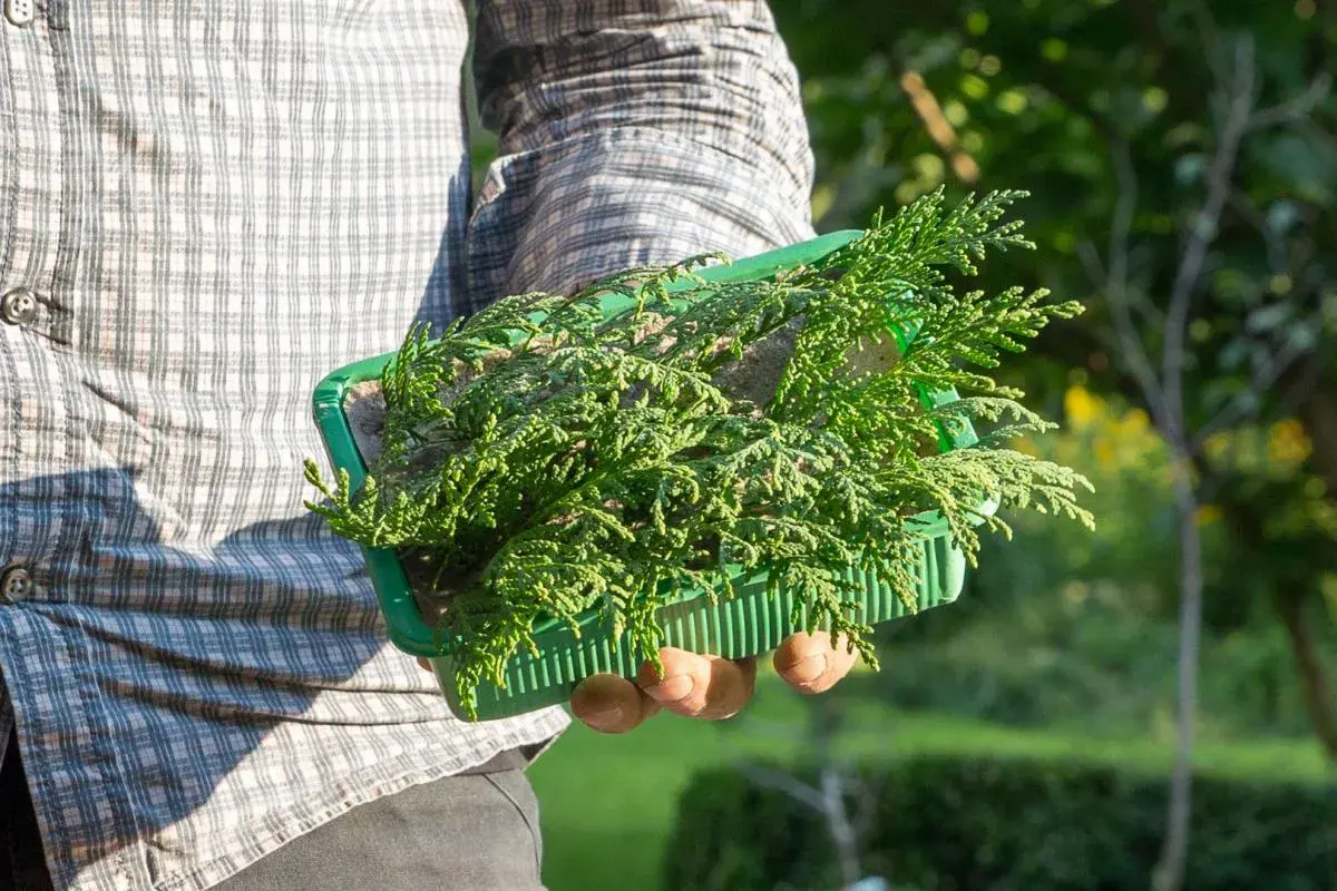 Grüne Thuja-Setzlinge in einem Behälter, bereit zum Pflanzen. So einfach kann man Thuja selber ziehen.