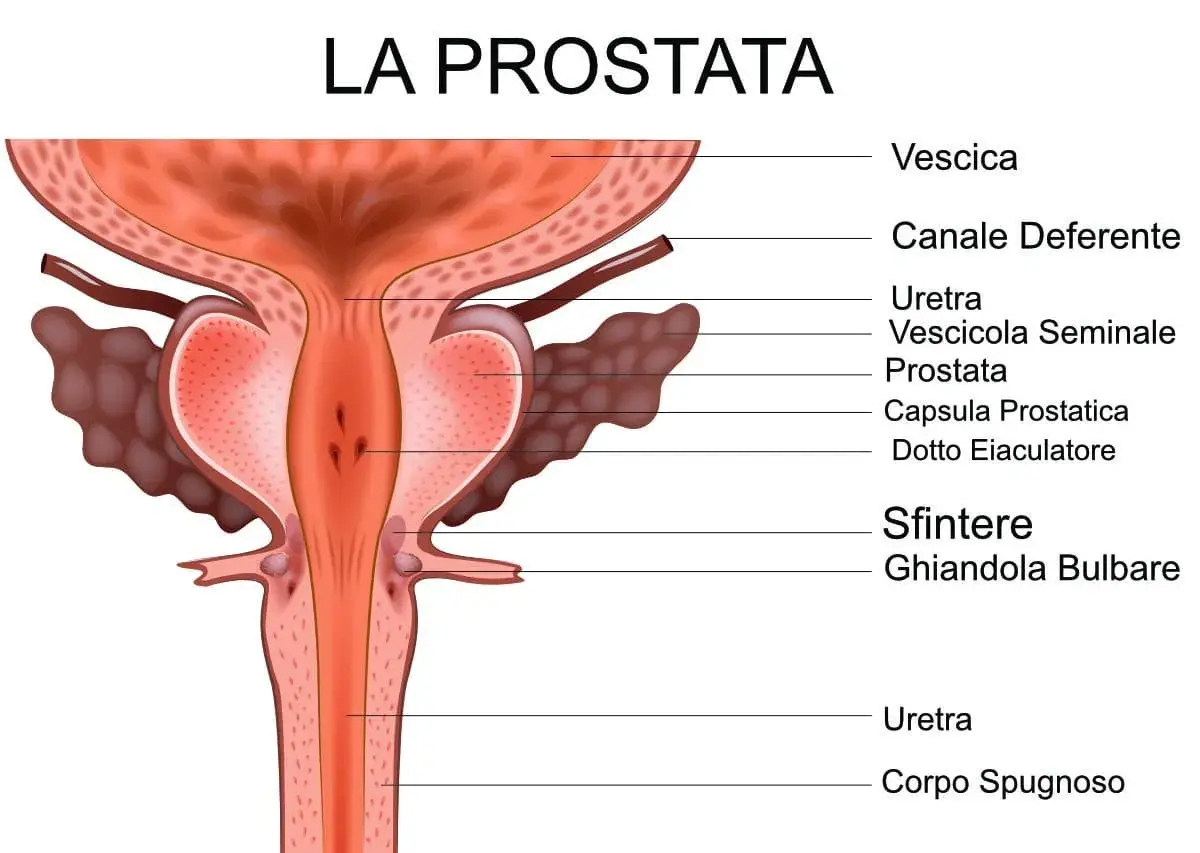 Anatomia della prostata e delle strutture circostanti, utile per capire come curare la prostata.