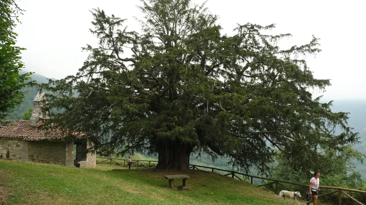 Un majestuoso tejo, árbol milenario, se alza junto a una ermita de piedra. Una mujer pasea con su galgo por el prado.