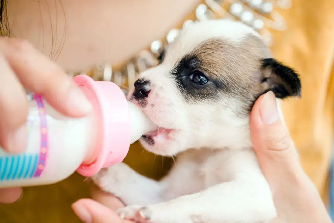A tiny puppy, without its mom, is being fed puppy milk replacer from a pink bottle. This is how to feed a 4 week old puppy without mom.