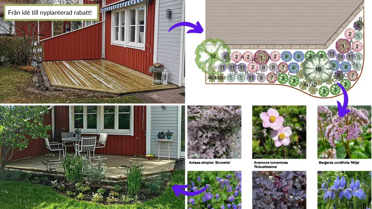 Från idé till nyplanterad rabatt! En trädgårdsplan visar hur man kan planera en rabatt med olika växter.