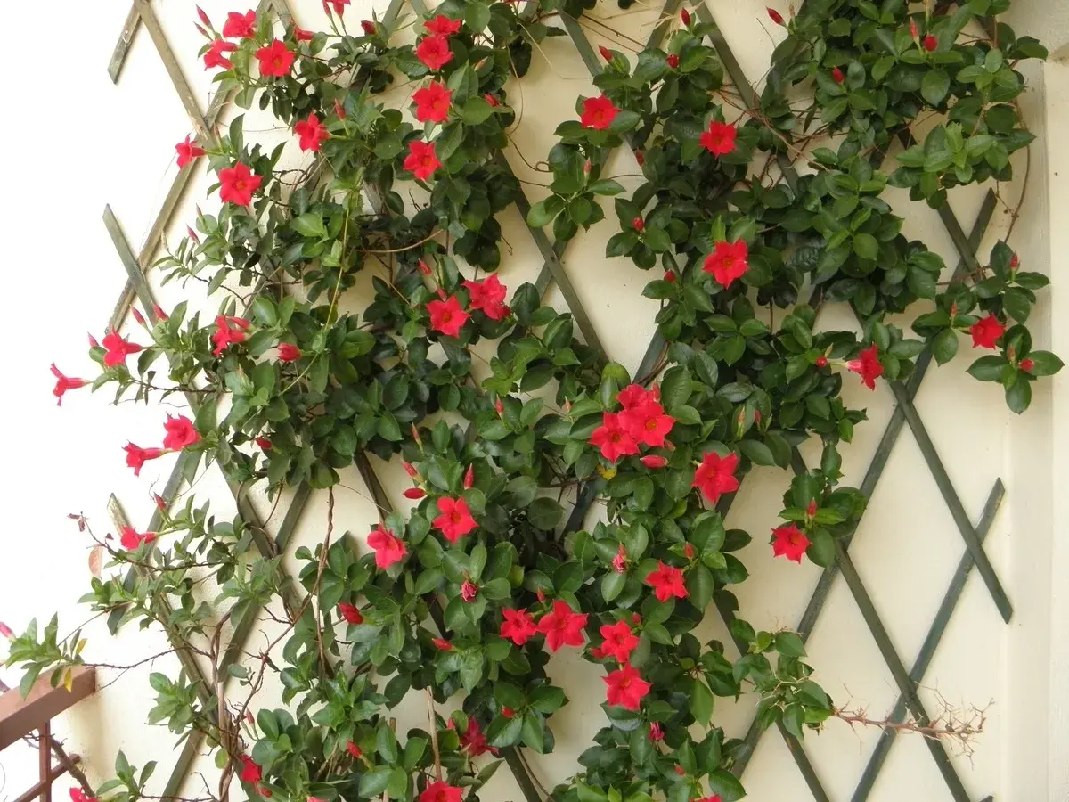 Dipladenia en pleine floraison rouge vif, grimpant sur un treillage. Un entretien facile pour une belle floraison estivale.
