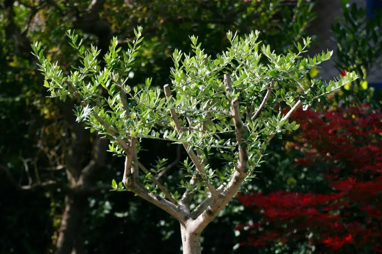 Ein junger Olivenbaum mit vielen grünen Blättern. Wann schneidet man einen Olivenbaum? Am besten im späten Winter oder frühen Frühling, bevor das neue Wachstum beginnt.
