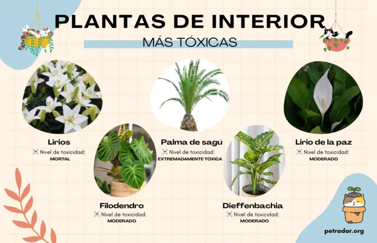 Plantas venenosas para gatos: lirios (mortal), palma de sagú (extremadamente tóxica), filodendro, diffenbachia y lirio de la paz (moderado).