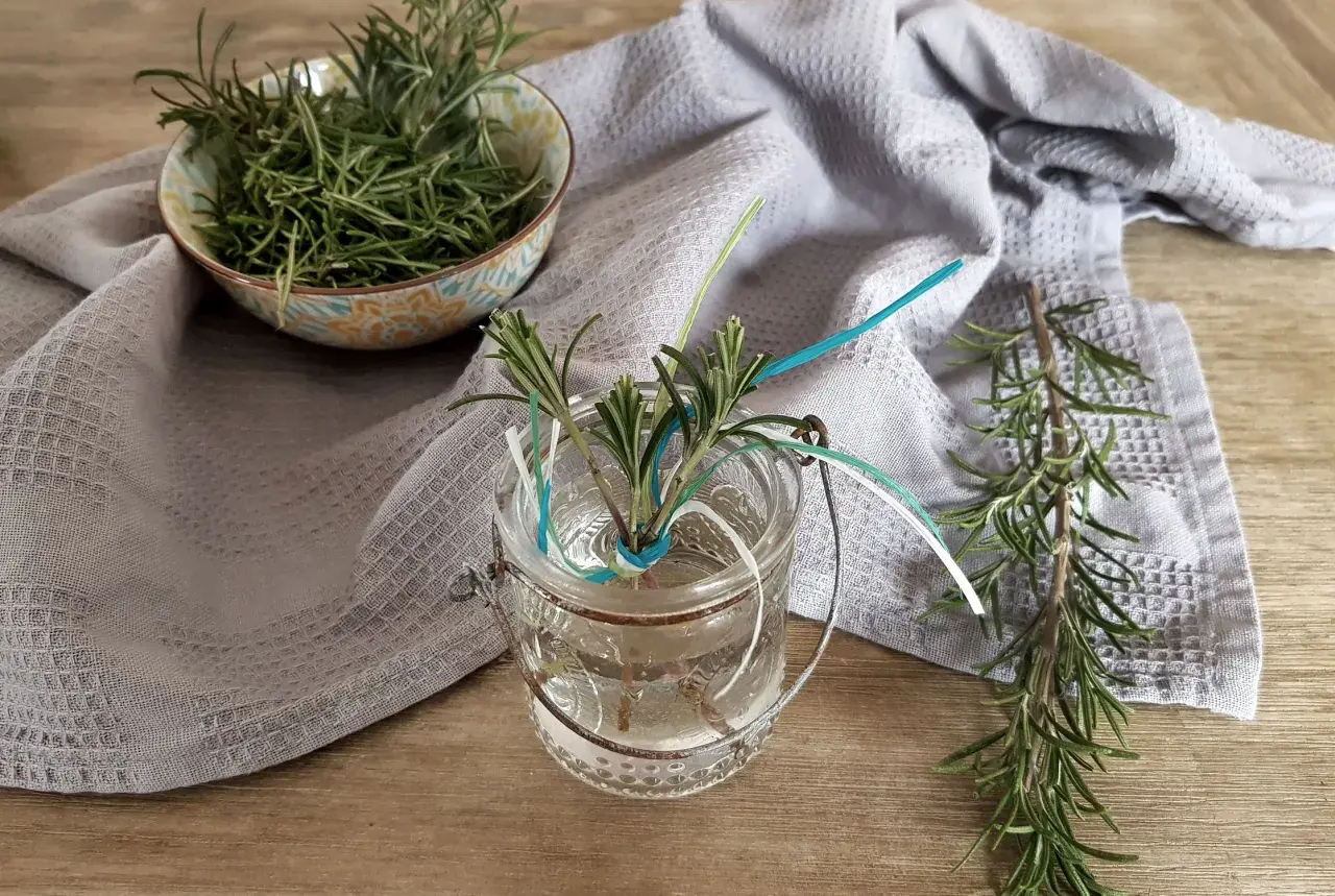 Frische Rosmarinzweige in einem Glas mit Wasser, bereit zum **Rosmarin vermehren**. Daneben eine Schale voller Kräuter und ein Küchentuch.