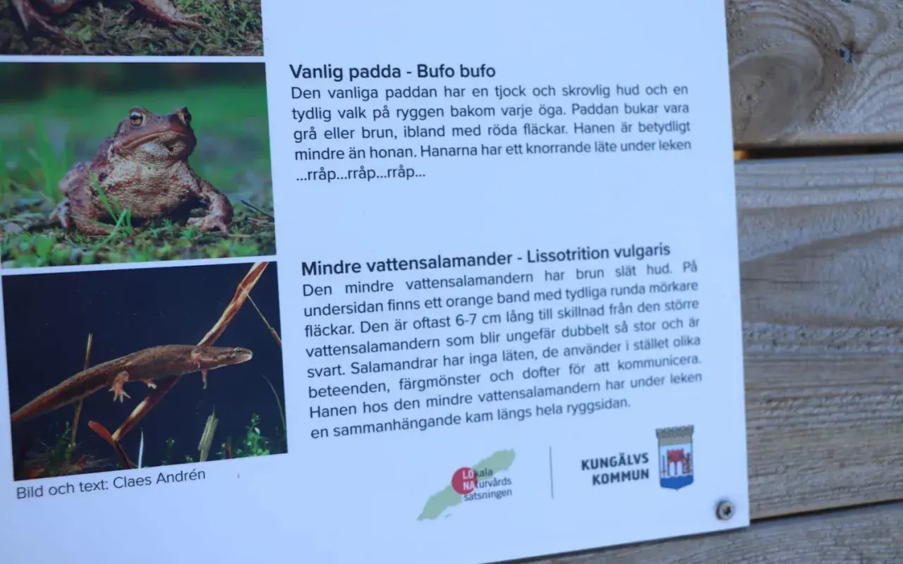 En mindre vattensalamander simmar bland vattenväxter. Den har en brun, slät hud och ett orange band på undersidan.