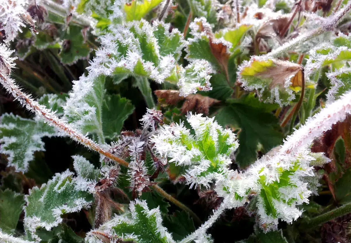 Gröna blad och stjälkar täckta av vackert **pelargon frost**. Isblommor pryder kanterna på bladen och skapar ett gnistrande vinterlandskap.