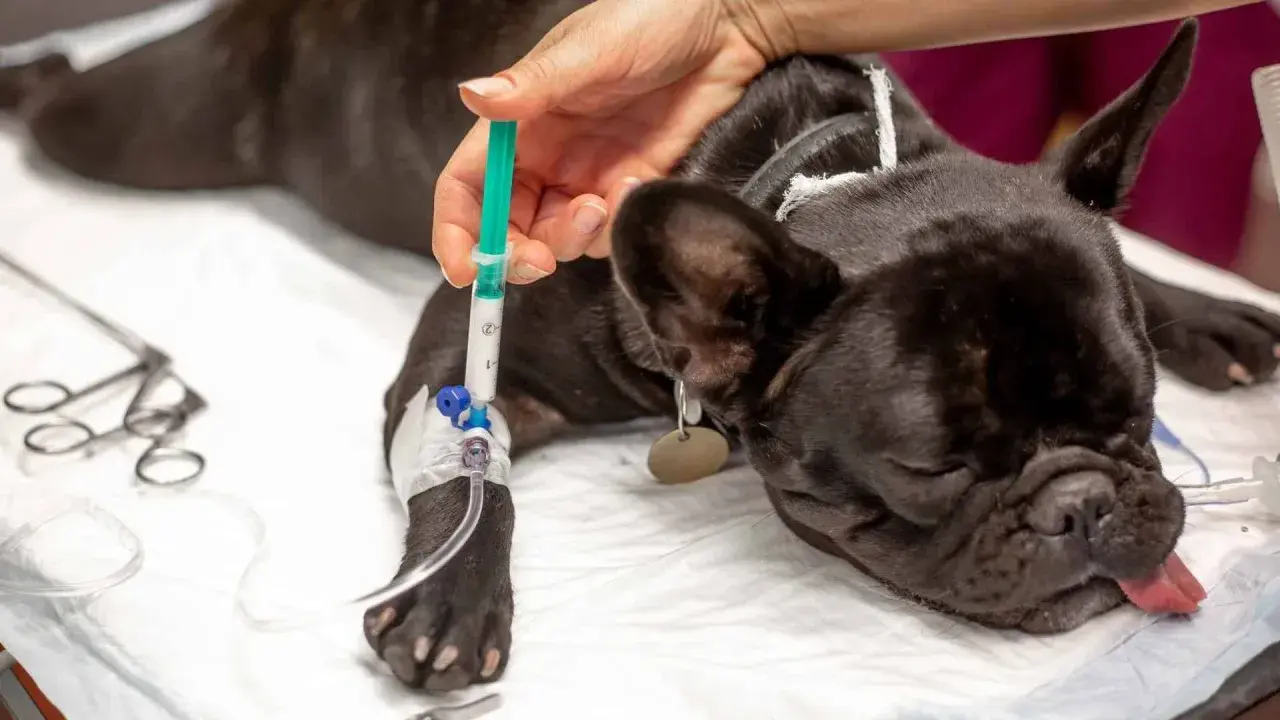 Un bulldog francés recibe fluidos intravenosos, mostrando posibles efectos secundarios después de la anestesia en perros.