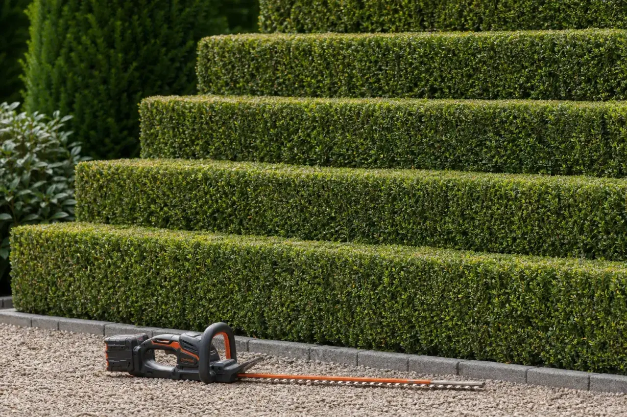 Akku-Heckenschere liegt bereit für den Einsatz an der gestuften Hecke.