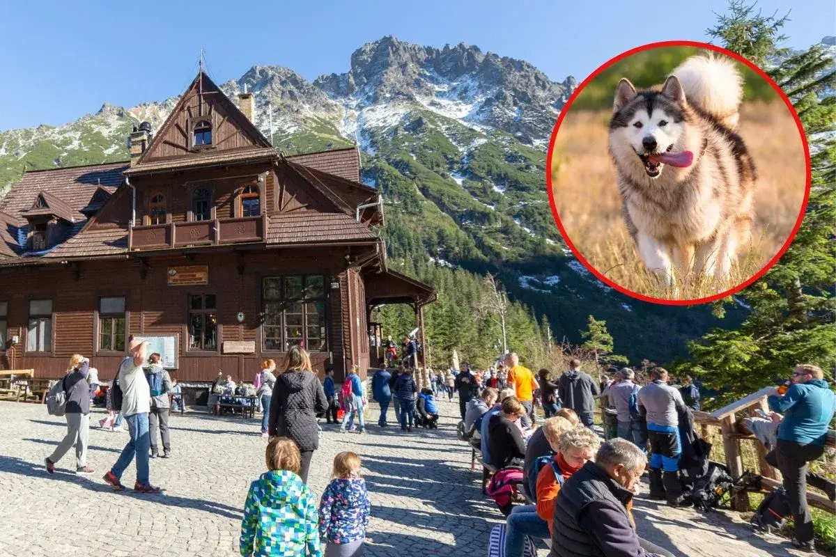 Szczęśliwy pies rasy alaskan malamute wbiega na tle górskich krajobrazów Tatr. W oddali drewniane schronisko i turyści.