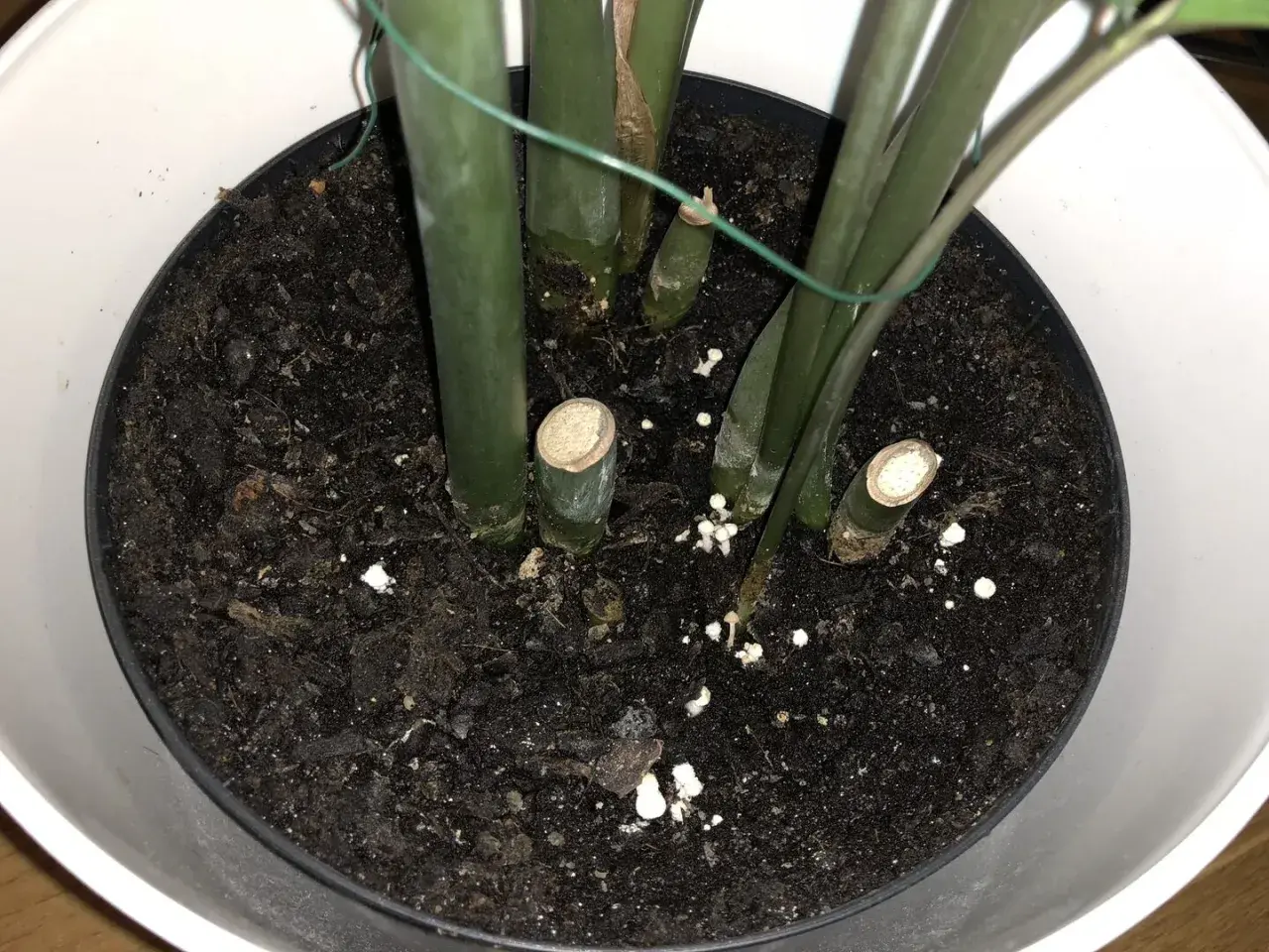 Små, gula svampar växer i jorden i en blomkruka, runt stammen på en grön växt.