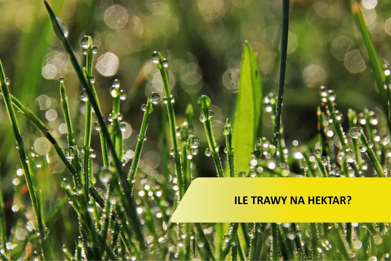 Krople rosy na źdźbłach trawy. Pytanie: ile trawy na hektar łąki?