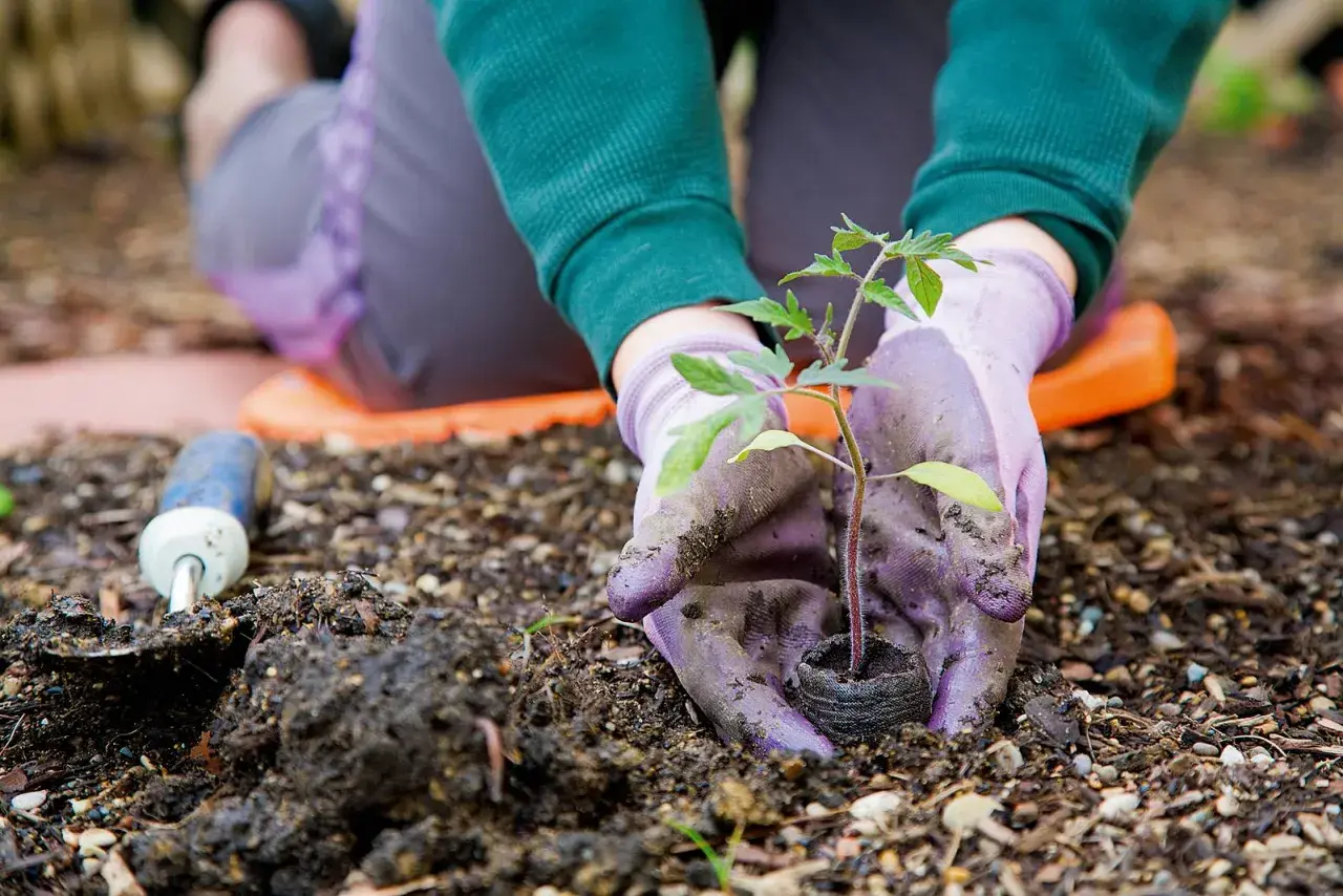 Mani guantate piantano una piantina di pomodoro nel terreno. Un piccolo attrezzo da giardinaggio è accanto. È il momento di capire cosa piantare a marzo.