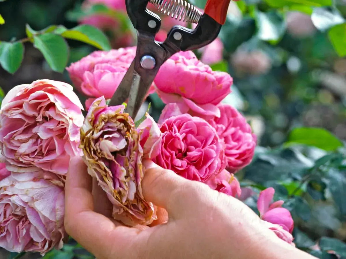 Eine Hand schneidet mit einer Gartenschere verwelkte Blüten von buschrosen.