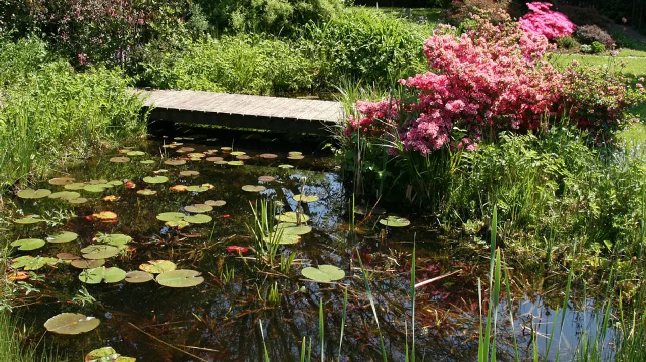 Ein idyllischer Garten mit einem **Teich anlegen**. Seerosen schwimmen auf dem dunklen Wasser, eine Holzbrücke führt über den Teich, umgeben von üppigem Grün und rosa Blüten.