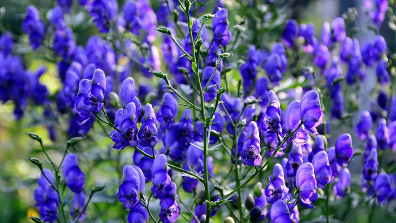 Ein **eisenhut standort** im Schatten, wo diese tiefblauen Blüten ihre volle Pracht entfalten.