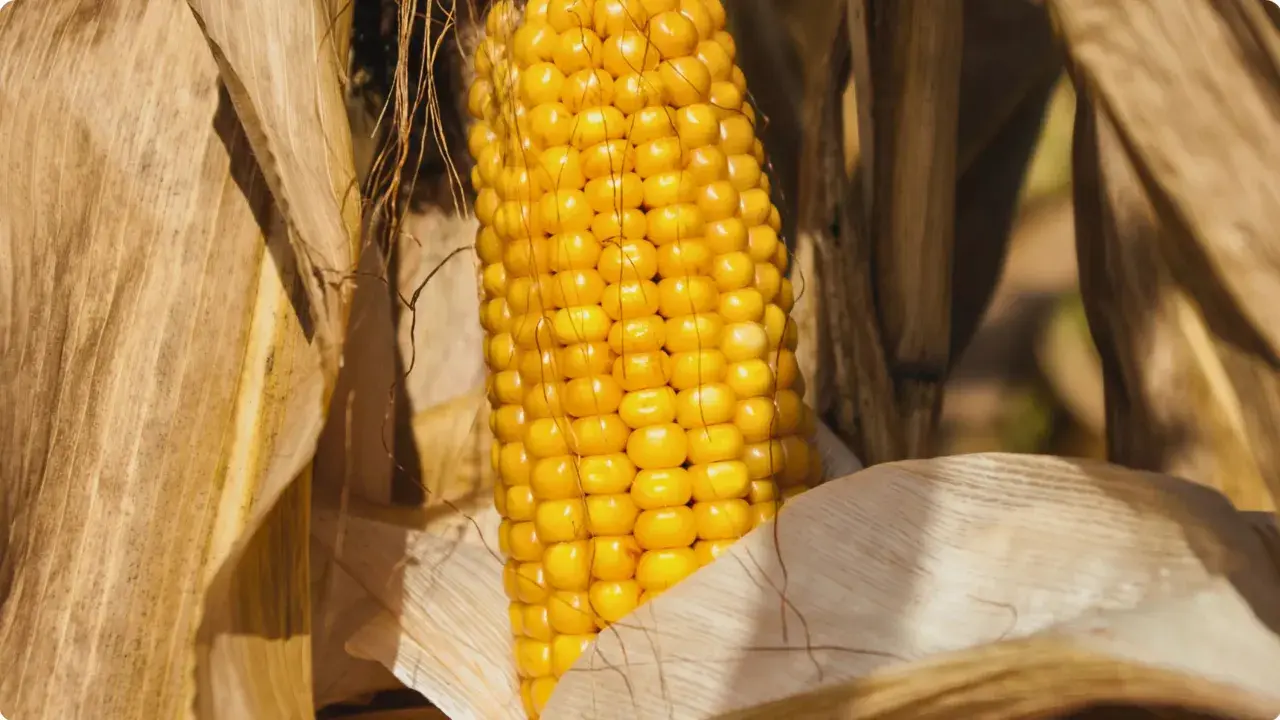 Złocista kolba kukurydzy, otoczona suchymi liśćmi, stanowi piękny przykład naturalnego, dry stopniowania.
