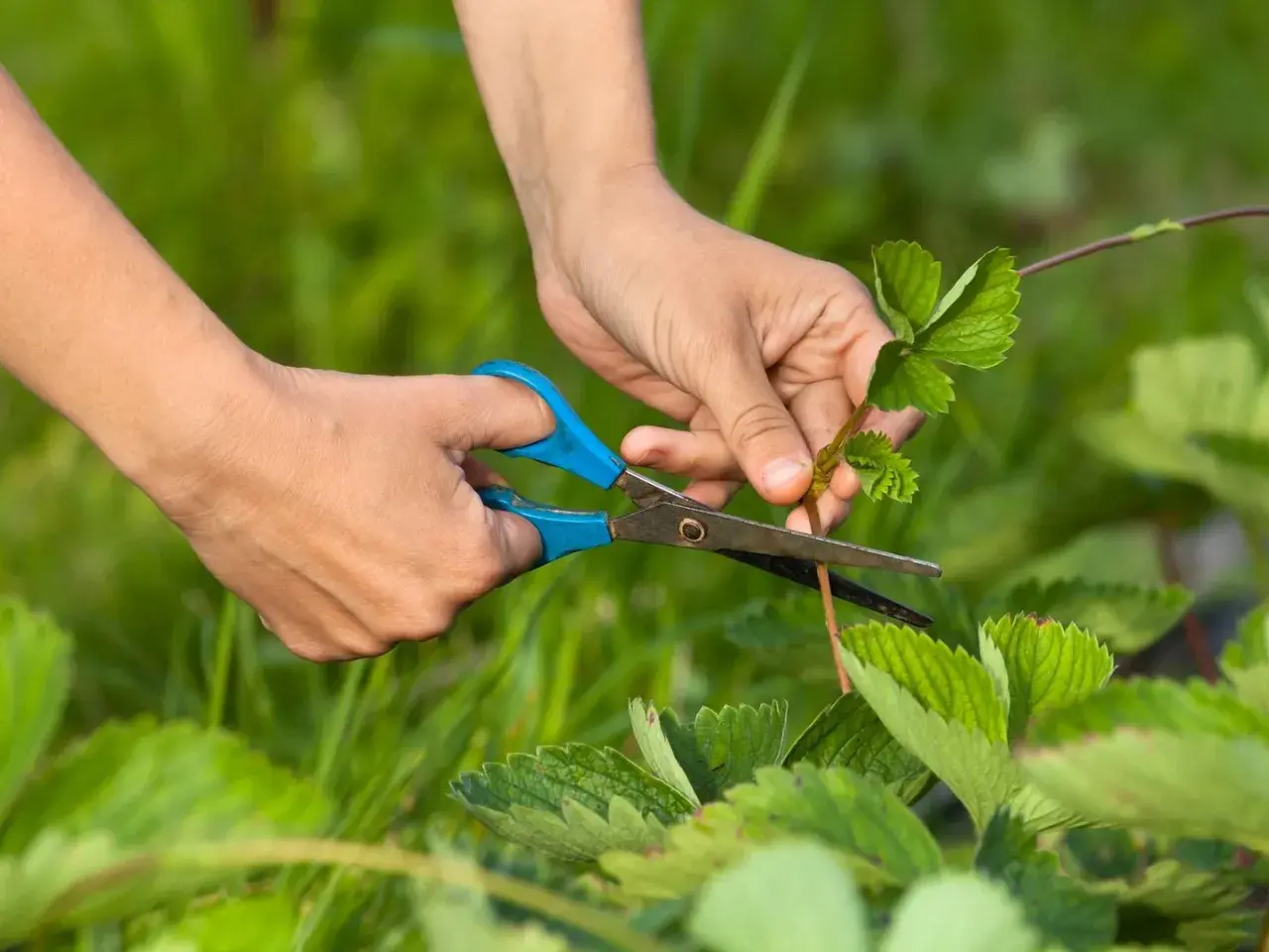 Hände schneiden mit einer Schere einen Erdbeerableger. Die Erdbeeren schneiden vergessen, aber die Pflanzen wachsen.