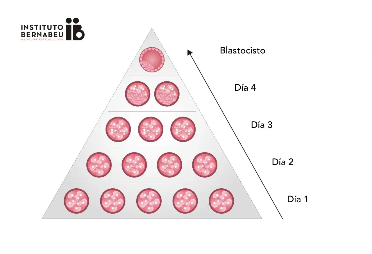 Pirámide de desarrollo embrionario: día 1 (mórula) a blastocisto. Ilustra el porcentaje de embarazo de embriones tipo A.