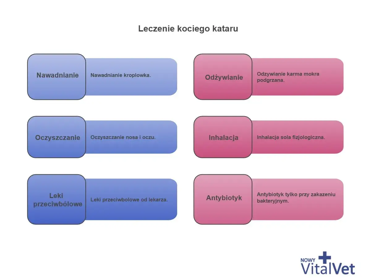 Schemat leczenia kociego kataru: nawadnianie, odżywianie, oczyszczanie, inhalacja, leki przeciwbólowe i antybiotyk w razie potrzeby.