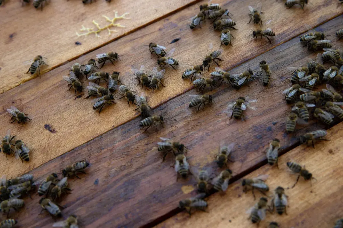Un enjambre de abejas se mueve sobre madera. Parecen **soñar con avispas**, trabajando juntas en un mundo de panales.