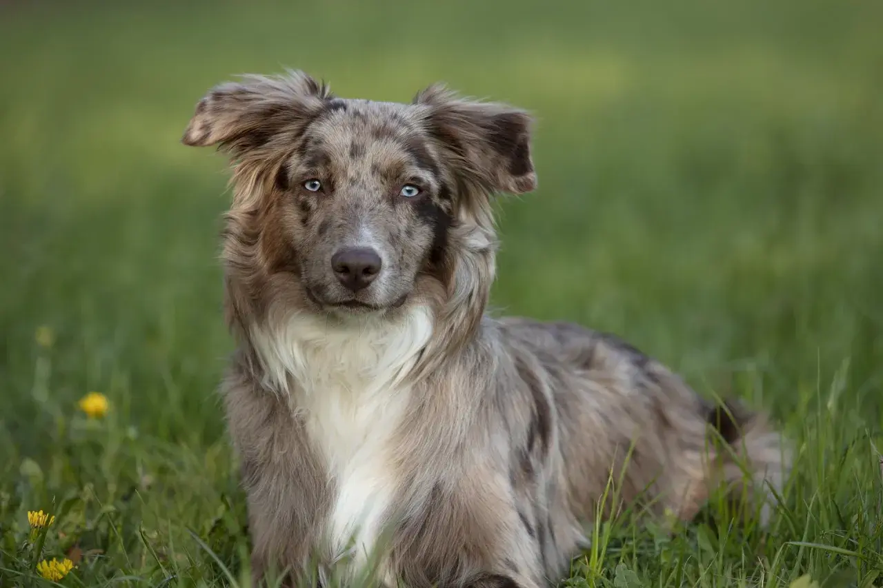 Ein wunderschöner Australian Shepherd Red Merle mit leuchtend blauen Augen liegt im grünen Gras.