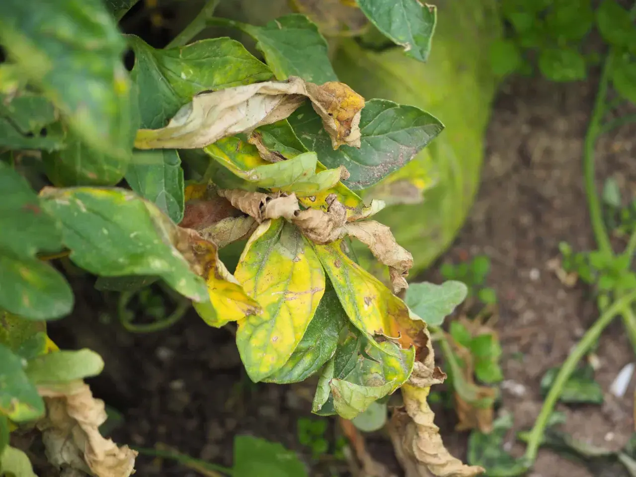 Foglie di melanzana ingiallite e secche, con macchie marroni, sintomo di peronospora melanzana.