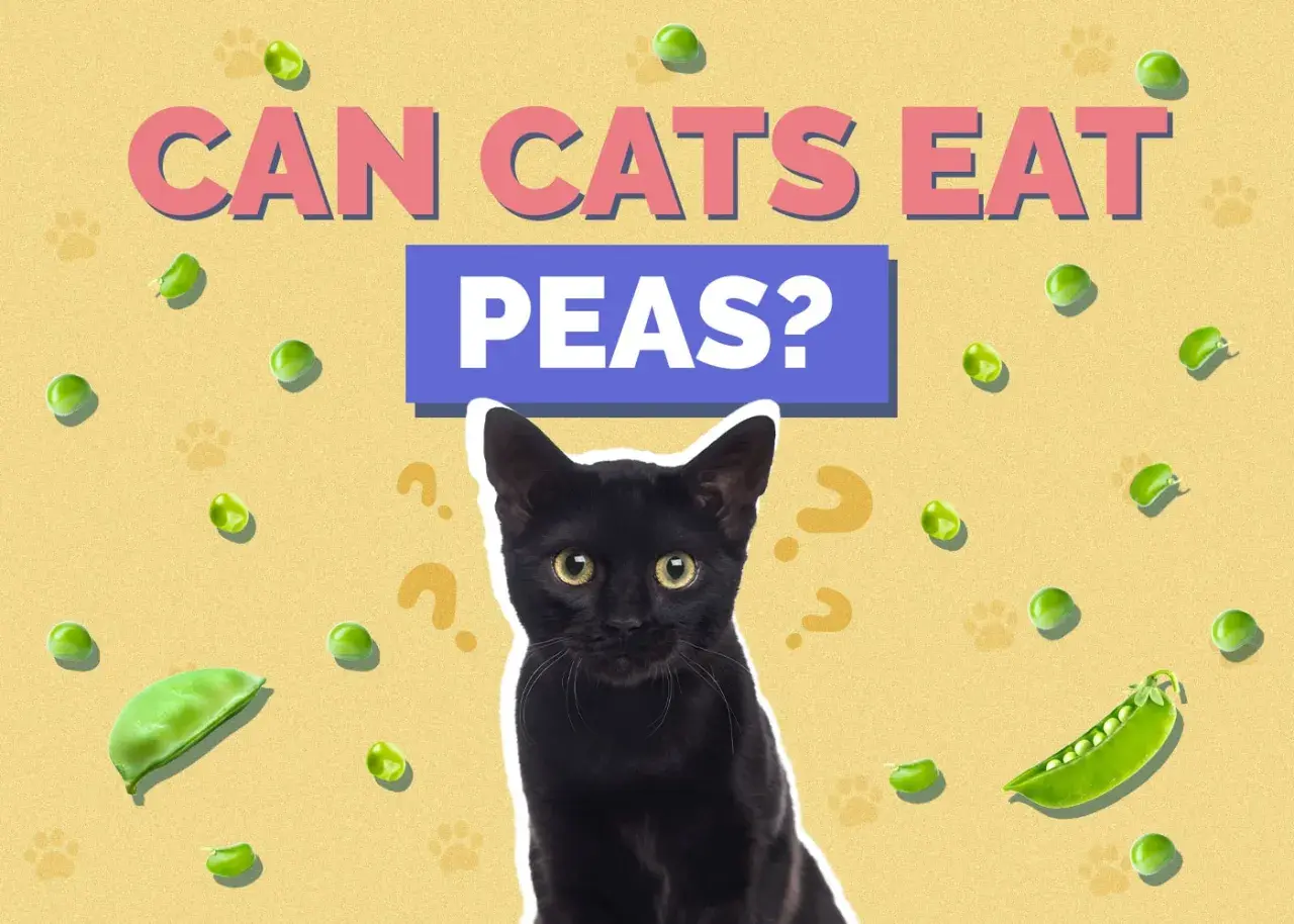 A black cat looks up curiously amidst scattered peas and question marks, with the text "CAN CATS EAT PEAS?" prominently displayed.