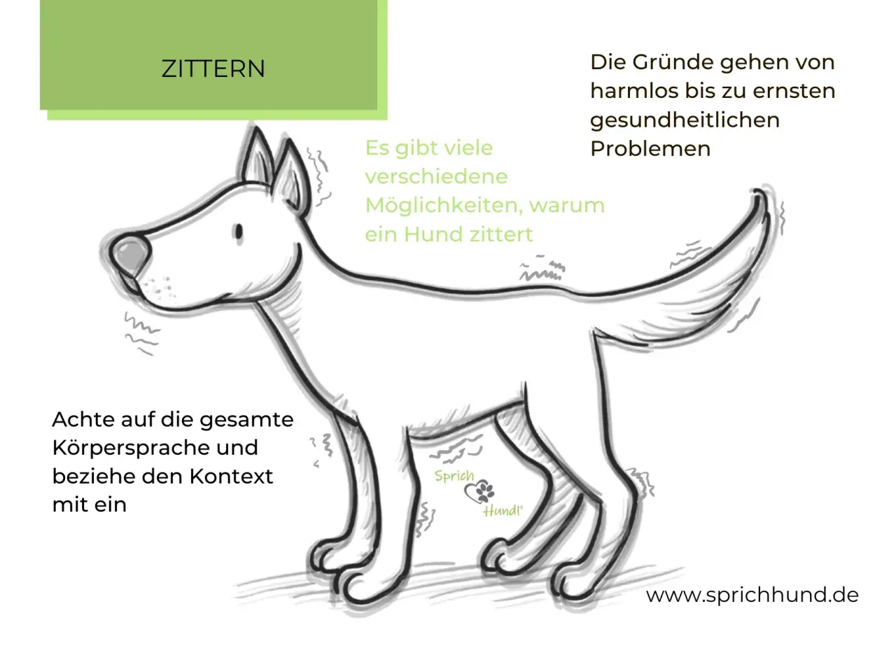 Ein Hund hebt die Pfote und zittert. Es gibt viele Gründe, warum ein Hund zittert, von harmlos bis ernst.