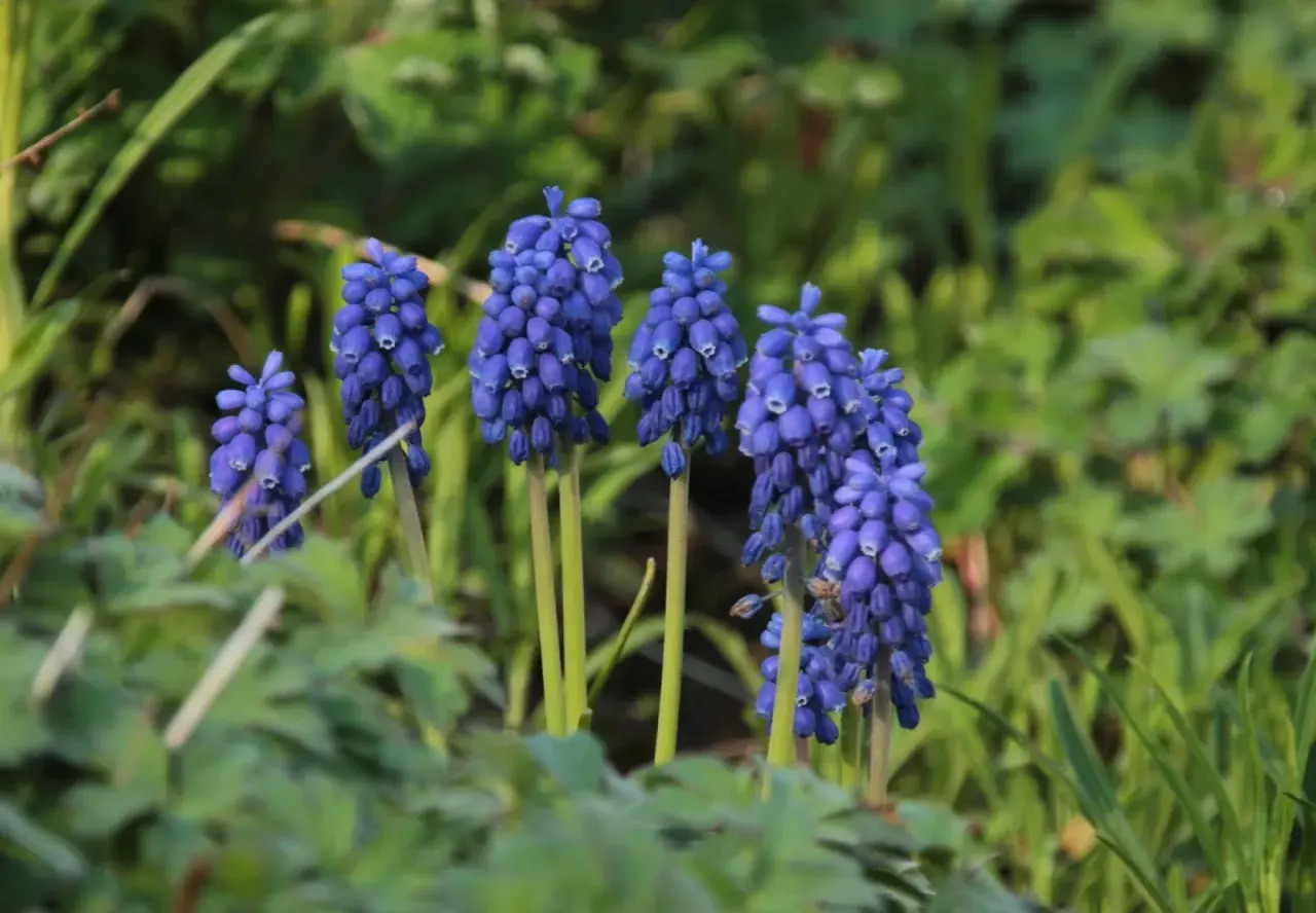 En grupp blå blommor, likt små druvklasar, reser sig ur grönska. En blå blomma som bjuder in till våren.