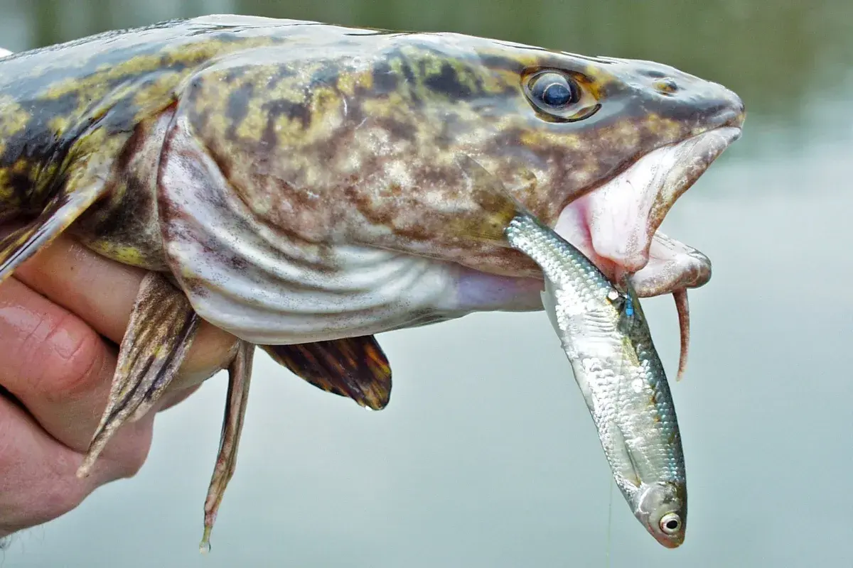 Großer Fisch mit offenem Maul, der einen kleineren Fisch frisst. Die Uhrzeit ist egal, wenn ein Fisch den anderen schnappt.