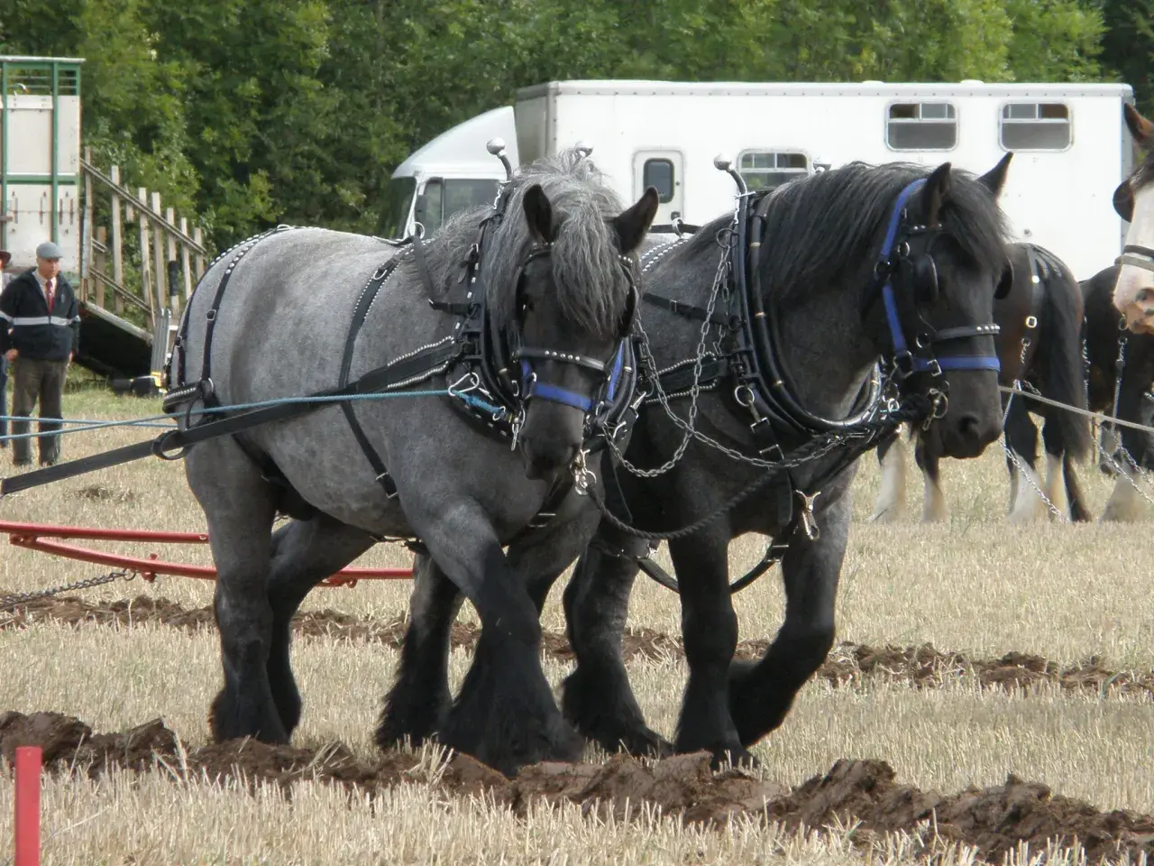 Dwa potężne, szare konie pociągowe, największa rasa konia, pracują w zaprzęgu, orząc pole.