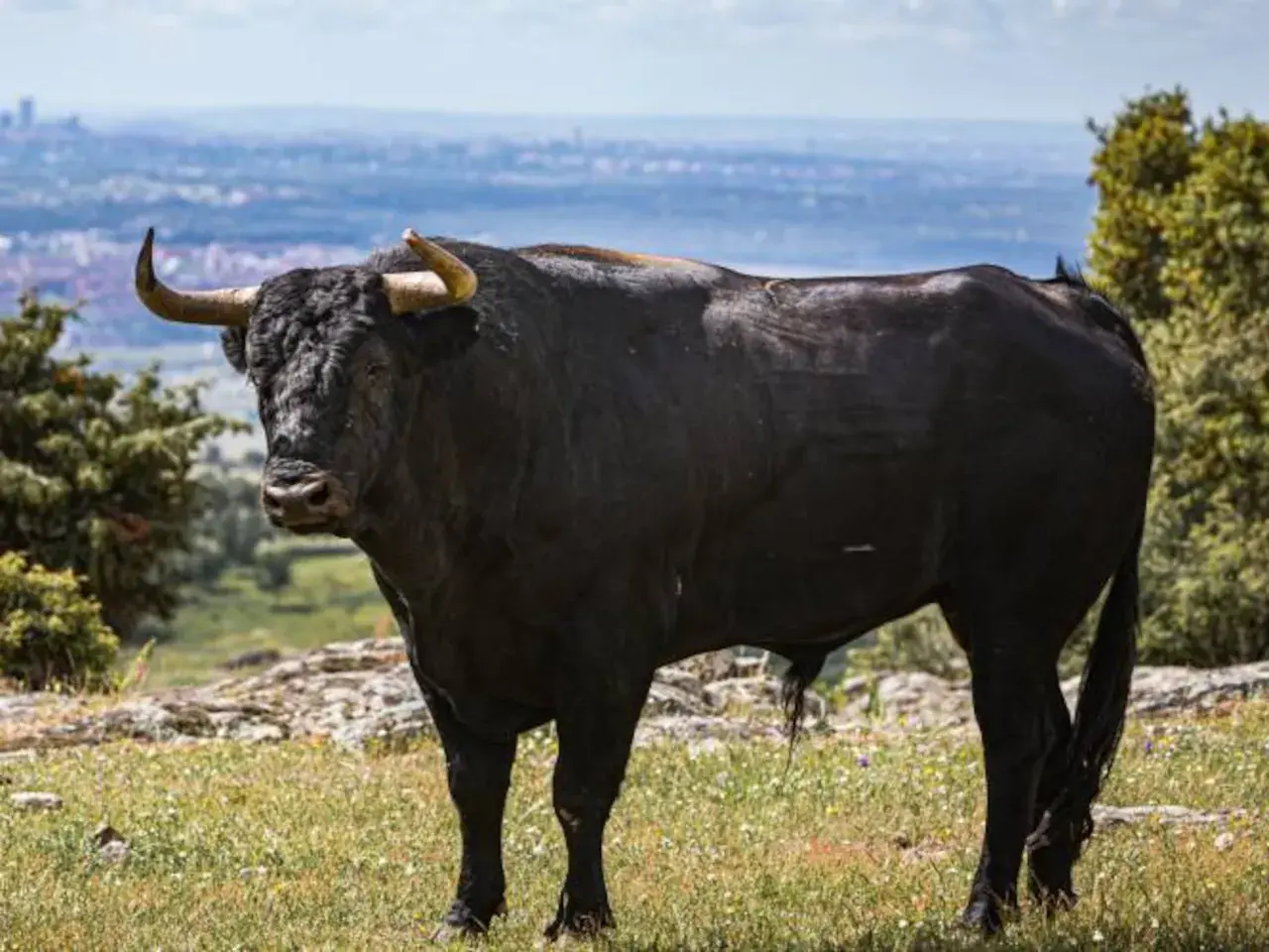 Toro negro imponente, símbolo de la ganadería Parladé, pastando en un prado con la ciudad al fondo.