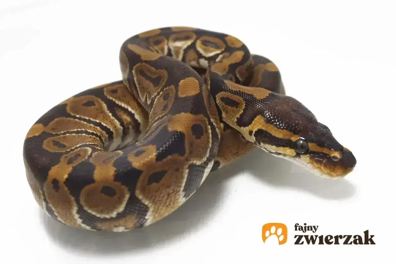 Ciekawi Cię, ile kosztuje pyton królewski? Ten piękny wąż o charakterystycznym ubarwieniu jest popularnym wyborem wśród miłośników gadów.
