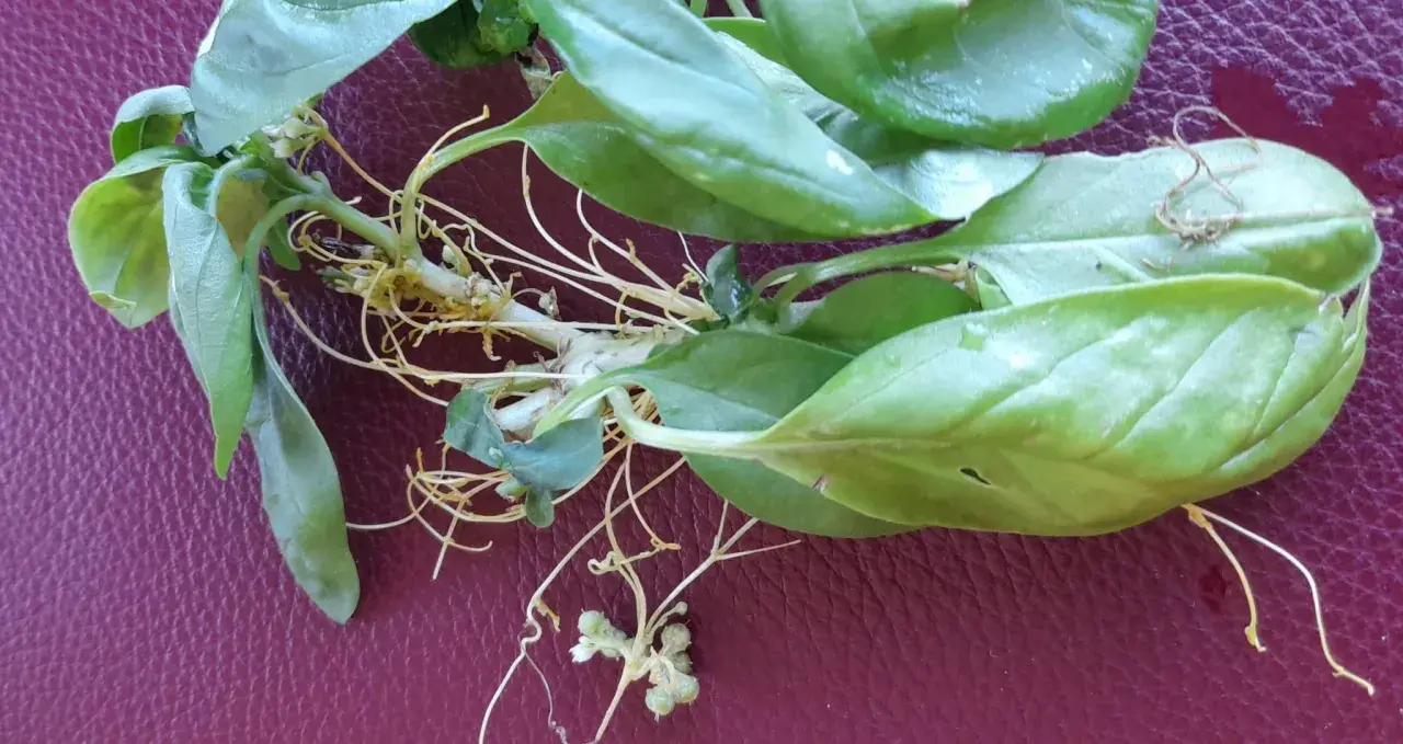 Pianta di basilico con radici aeree e filamenti di cuscuta che si intrecciano.