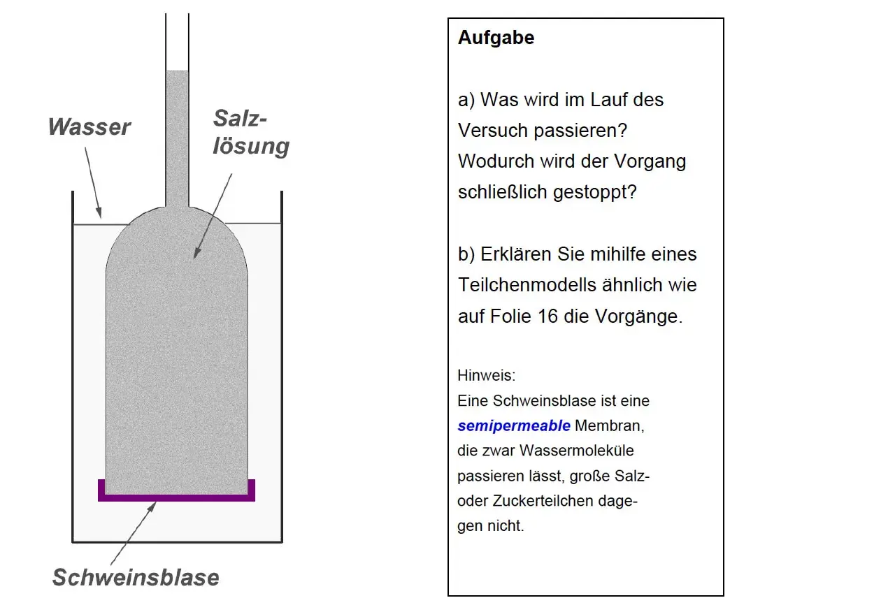 Versuch zur Osmose: Wassermoleküle wandern durch eine semipermeable Schweinsblase in die Salzlösung, bis der Druck ausgeglichen ist.