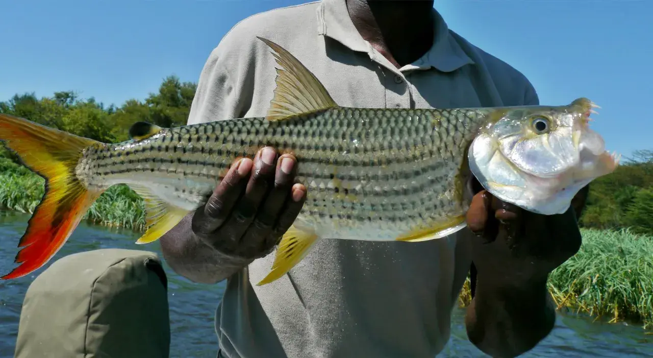 Ein Mann hält einen beeindruckenden Tigerfisch aus Afrika. Seine scharfen Zähne und die leuchtend rote Schwanzflosse sind gut sichtbar.