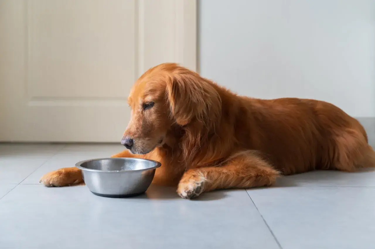 Ein Golden Retriever liegt neben einem leeren Napf. Vielleicht braucht er eine Darmsanierung für Hunde, um wieder Appetit zu bekommen.
