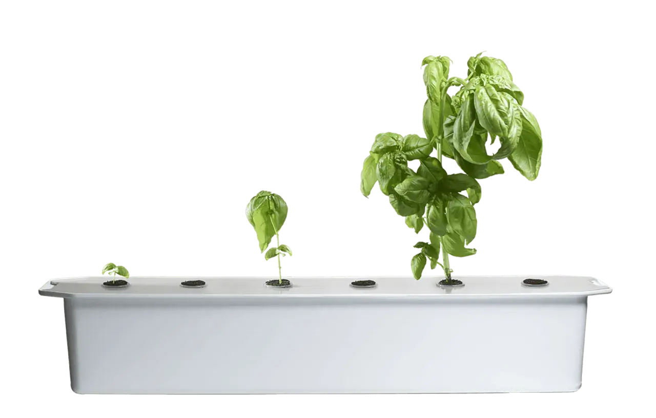 Basilplantor i olika stadier av tillväxt i ett hydroponiskt odlingssystem.